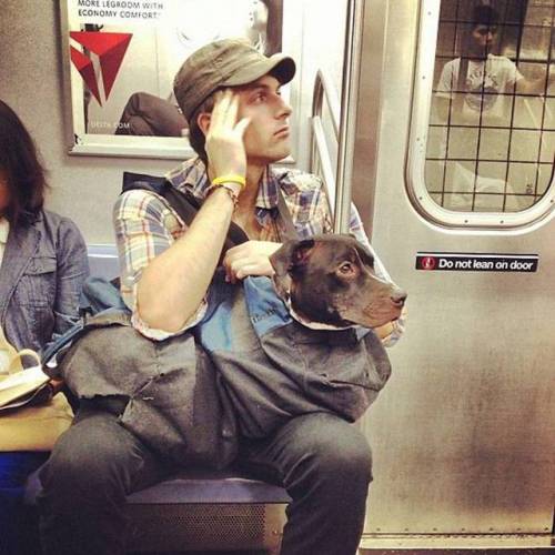 [스압] 뉴욕에 사는 강아지들이 지하철을 타는 방법