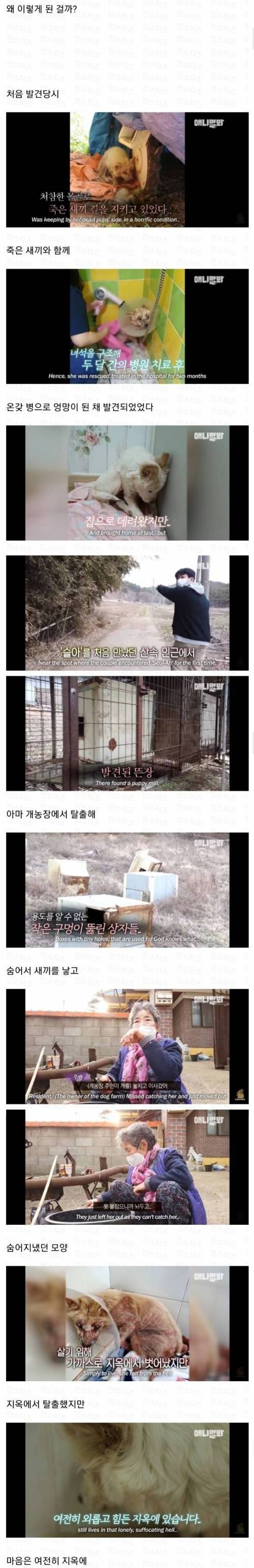 [스압] 죽을거 같은 우울증에 걸린 강아지.jpg