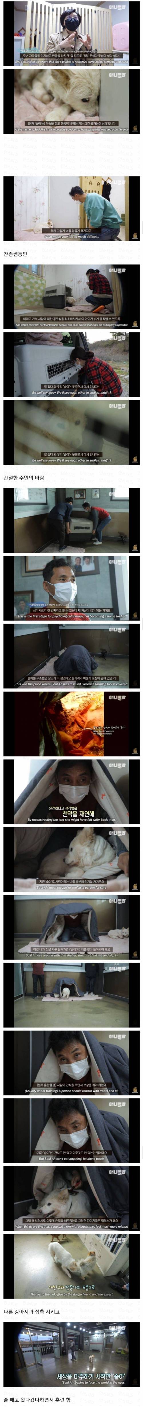 [스압] 죽을거 같은 우울증에 걸린 강아지.jpg