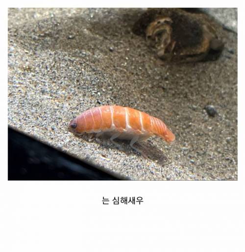 연어초밥 먹다가 어항에 빠트림...jpg