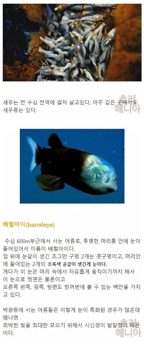 [스압] 바다 깊이에 따른 심해생물들