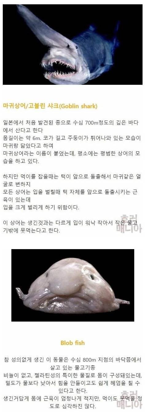 [스압] 바다 깊이에 따른 심해생물들