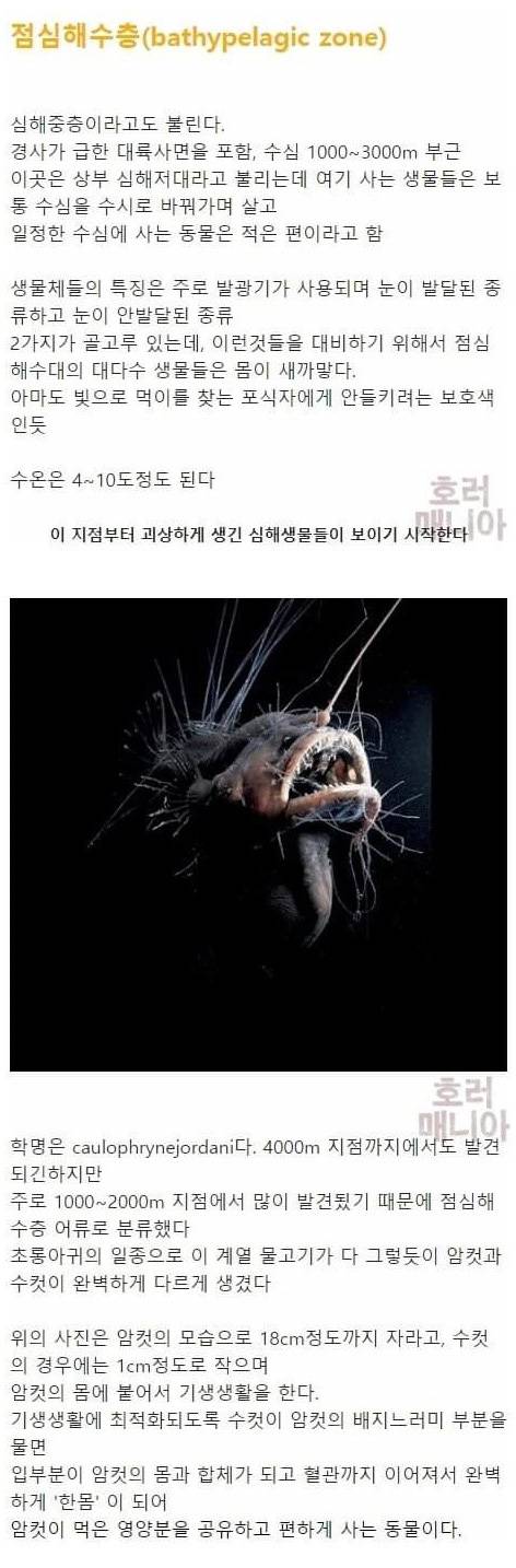 [스압] 바다 깊이에 따른 심해생물들