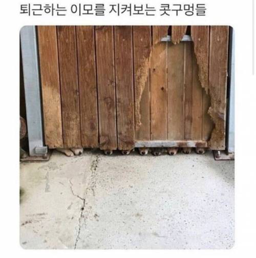 퇴근을 지켜보는 콧구멍들