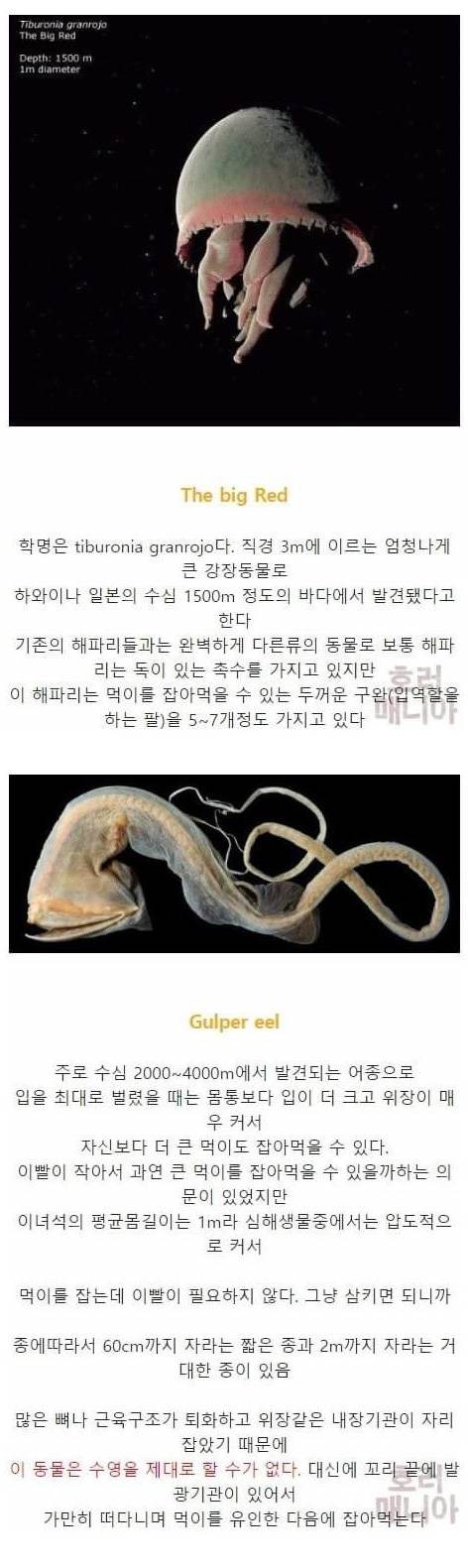 [스압] 바다 깊이에 따른 심해생물들