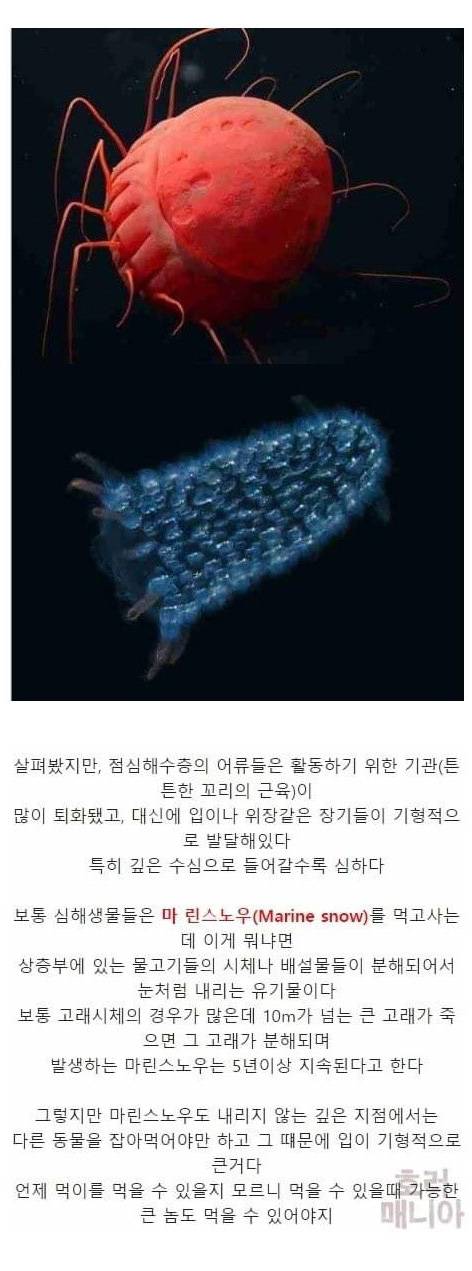 [스압] 바다 깊이에 따른 심해생물들