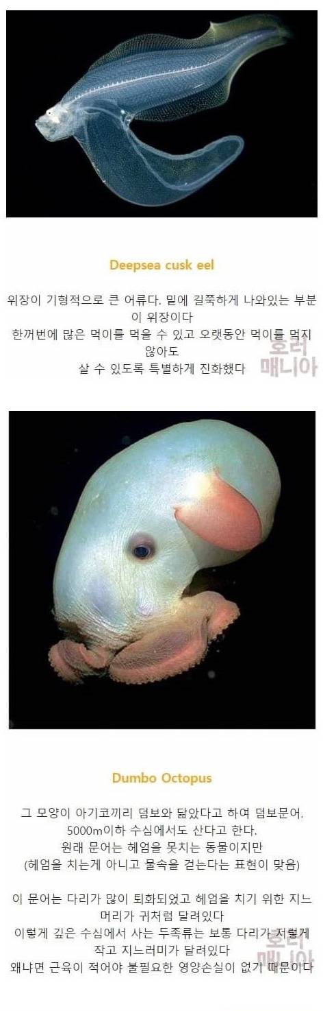 [스압] 바다 깊이에 따른 심해생물들