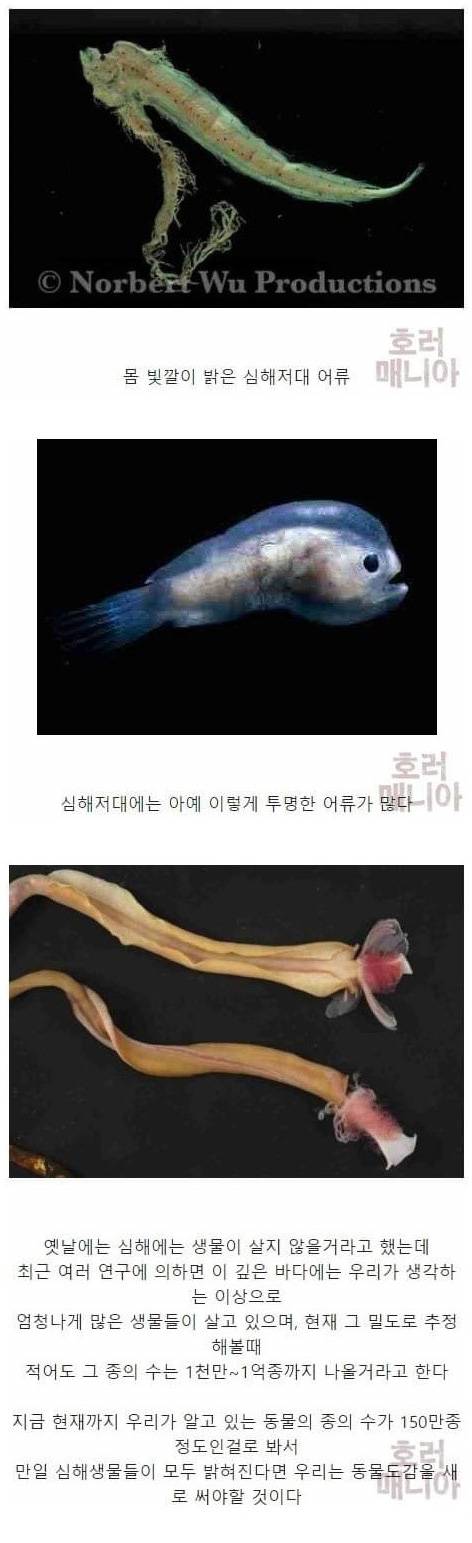 [스압] 바다 깊이에 따른 심해생물들