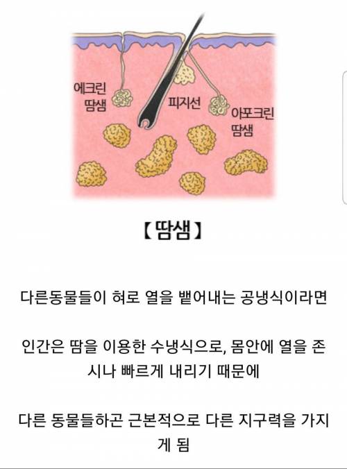 인간의 신체능력이 가진 강점.jpg