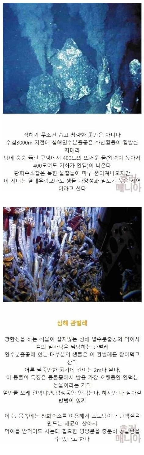 [스압] 바다 깊이에 따른 심해생물들