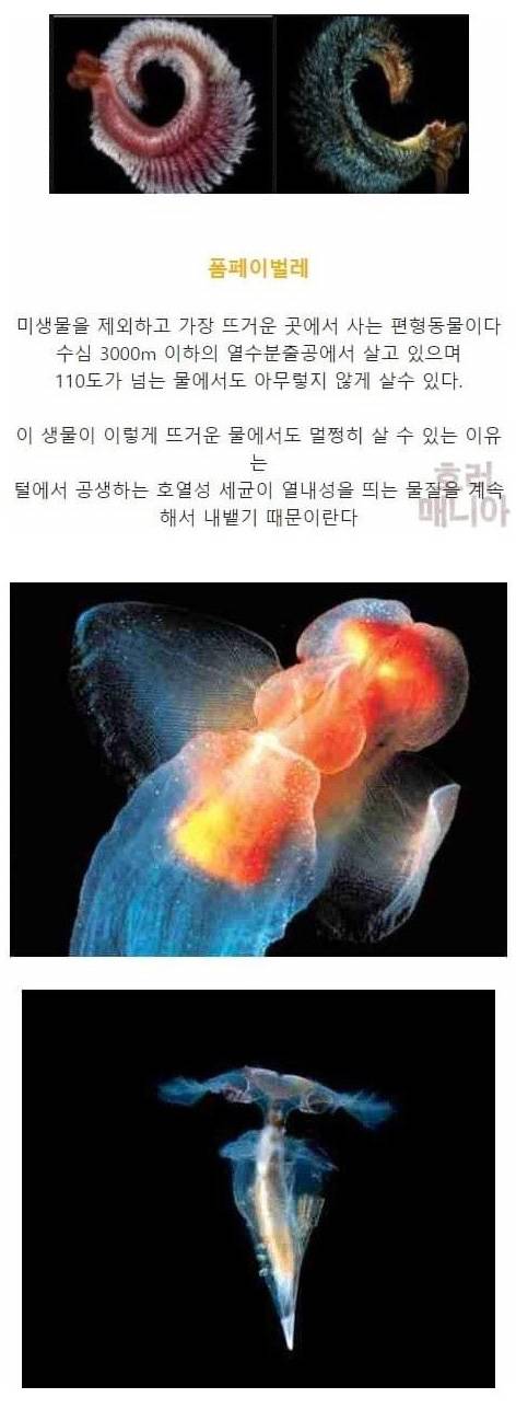 [스압] 바다 깊이에 따른 심해생물들