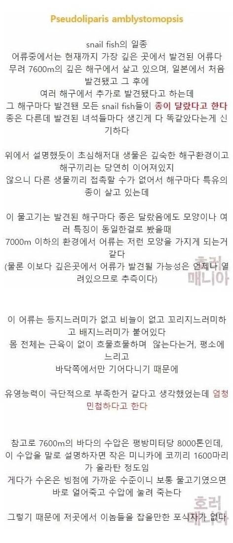 [스압] 바다 깊이에 따른 심해생물들