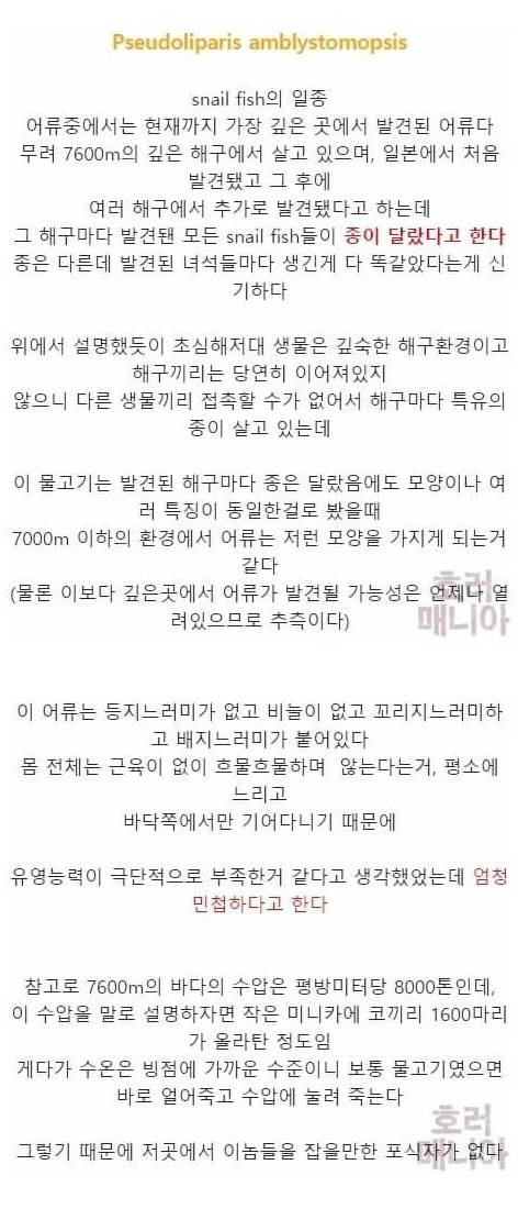 [스압] 바다 깊이에 따른 심해생물들