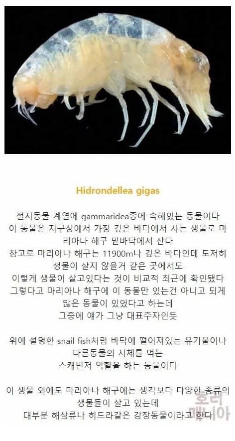 [스압] 바다 깊이에 따른 심해생물들