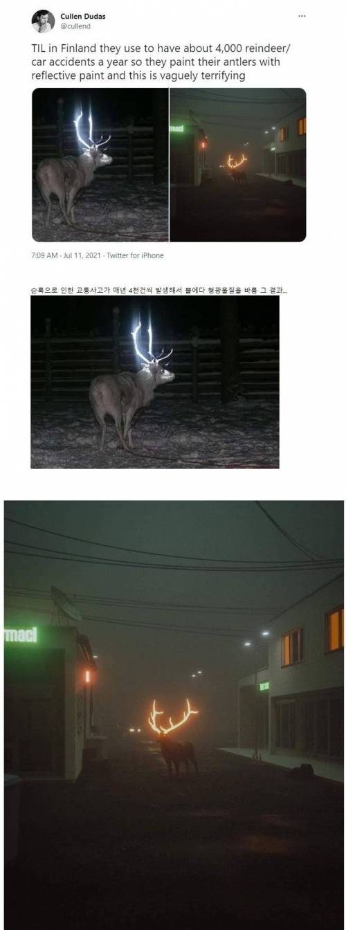 핀란드 순록 근황.jpg