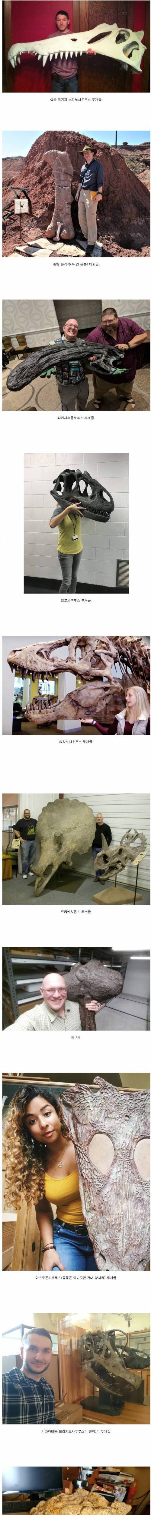 [스압] 공룡 화석 크기 체감.jpg