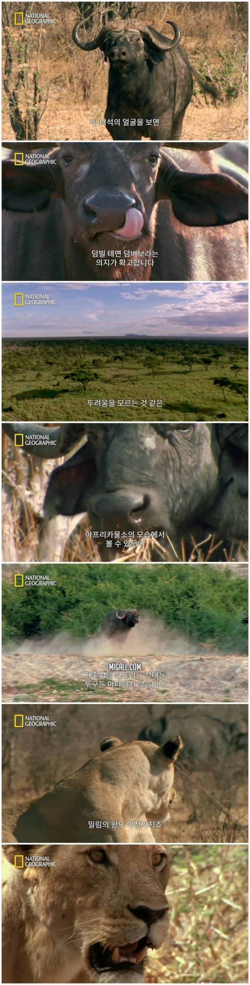 [스압] 자만에 빠진 물소에게 가해진 사자들의 응징