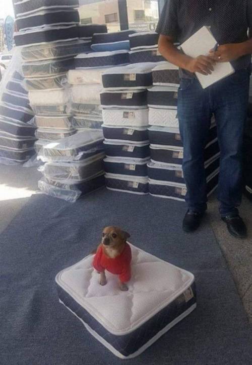 강아지침대 최종품질검수관.jpg