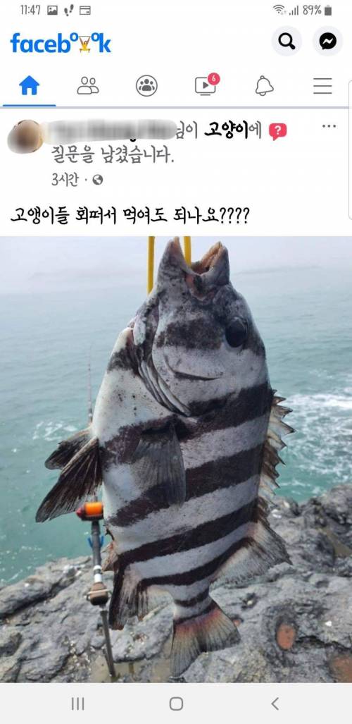 고앵이들 회 떠서 먹여도 되나요?