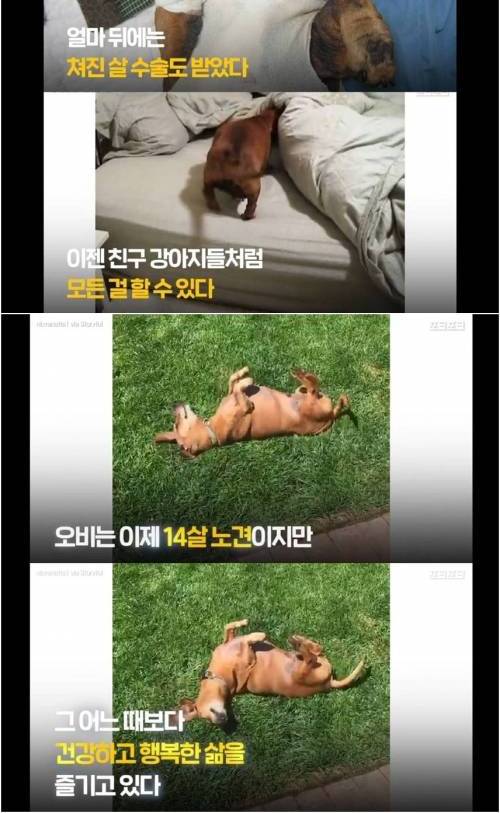 [스압] 1년간 23kg을 감량한 강아지.jpg