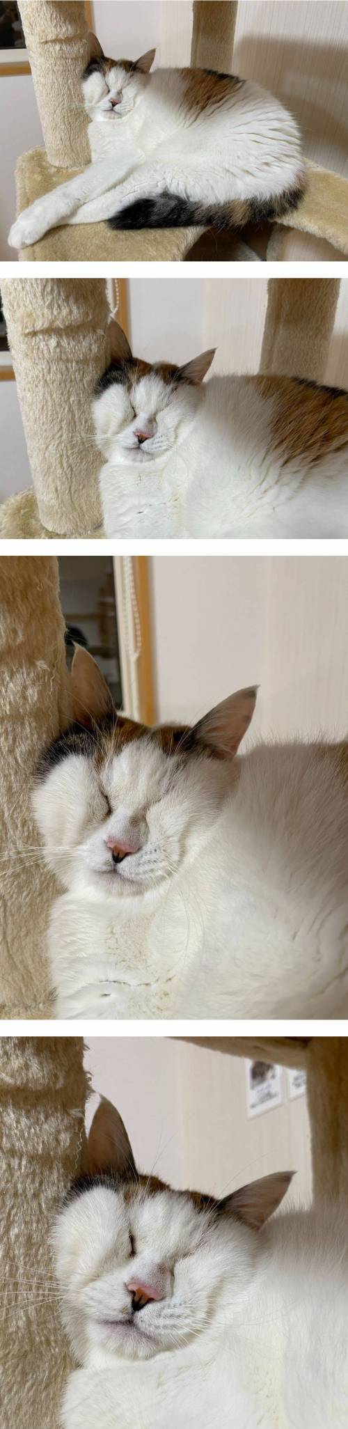 캣타워에서 자는 고양이.jpg