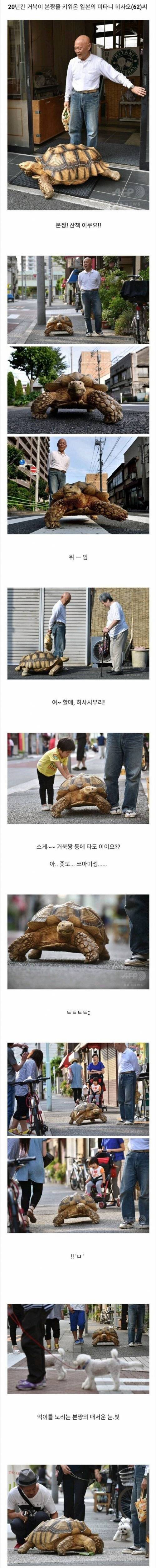 [스압] 20년간 거북이 키운 일본 할아버지.jpg