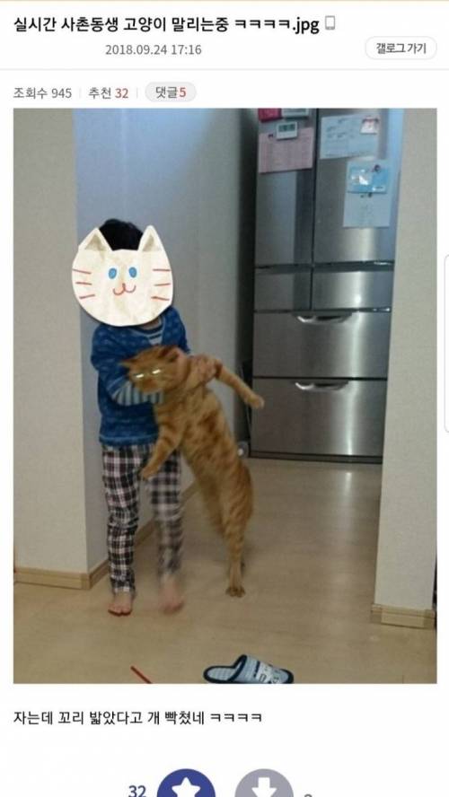 고양이 말리는 동생.jpg