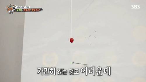 [스압] 양궁 국가대표팀 방울토마토 관통하기 미션.jpg