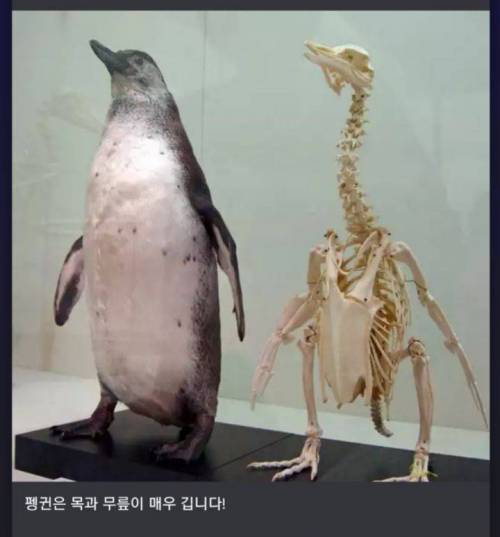 펭귄은 목과 무릎이 매우 깁니다