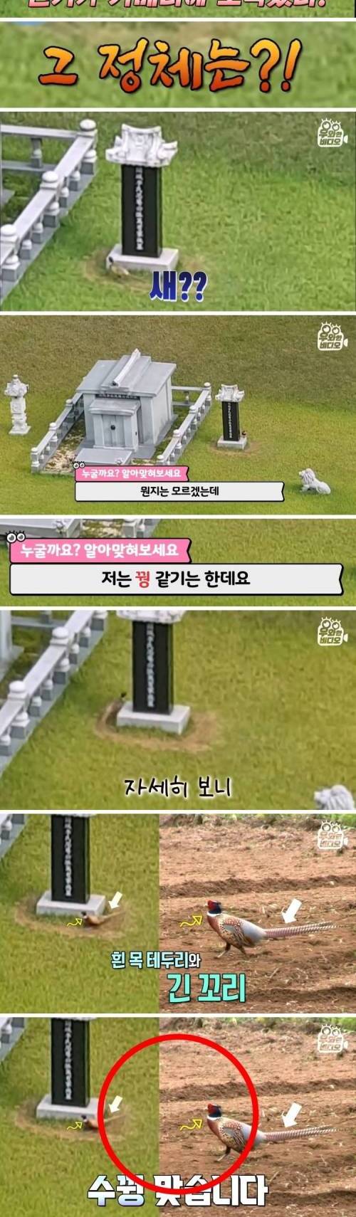 [스압] 가족묘 주변에 생긴 발자취 묘비 미스터리.jpg