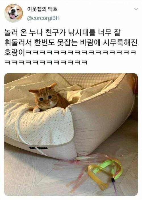 장난감 낚시대 한번도 못잡아서 시무룩해진 고양이.jpg