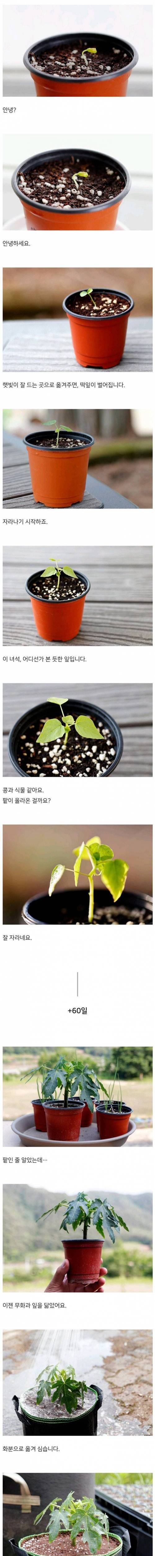 [스압] 어느 블로거의 파파야 키우기.jpg