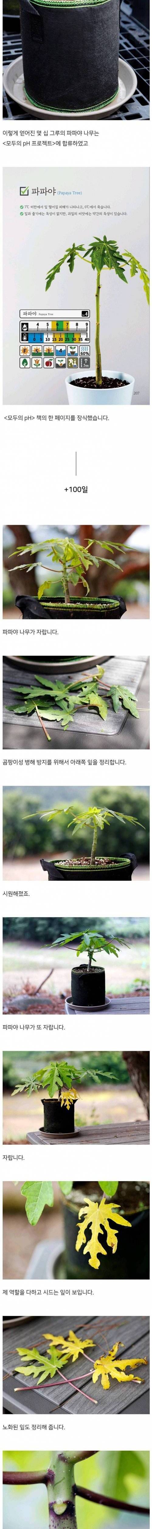 [스압] 어느 블로거의 파파야 키우기.jpg