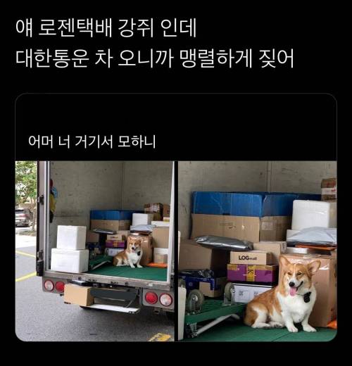 대한통운 경태 뒤를 잇는 로젠택배 강아지