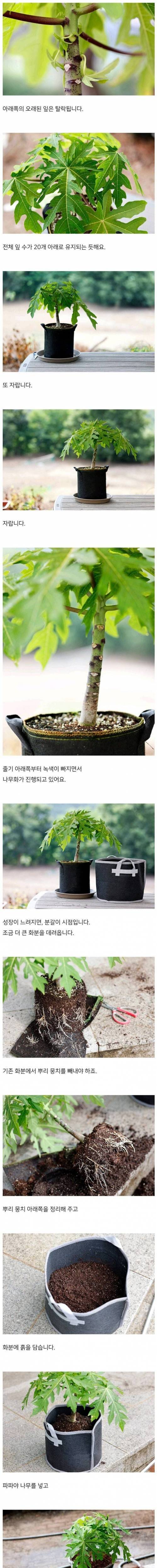 [스압] 어느 블로거의 파파야 키우기.jpg