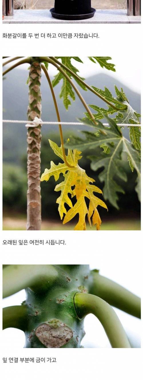 [스압] 어느 블로거의 파파야 키우기.jpg