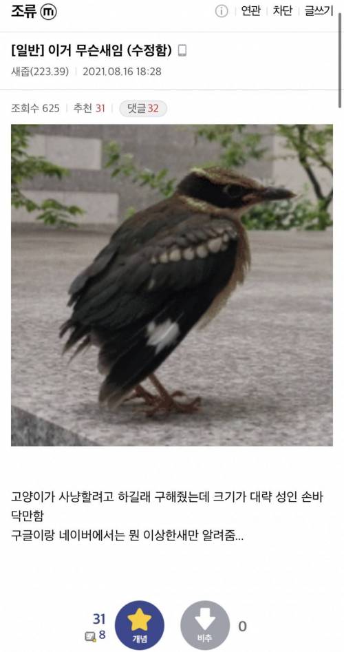 조류 갤러리에 등장한 전설급 새줍햇던 갤러.jpg