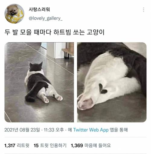 두 발 모을때마다 하트빔 쓰는 고양이.jpg