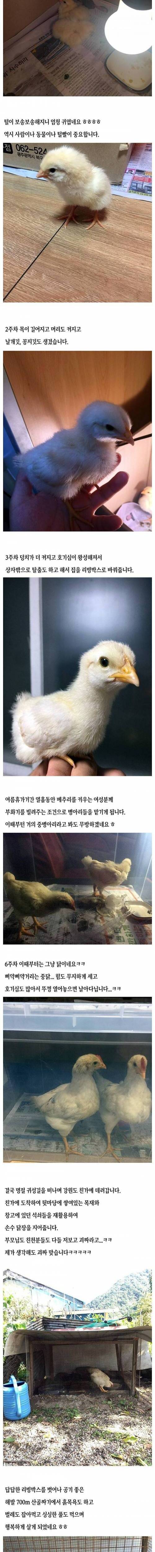 [스압] 유정란을 부화시켜 키운 보배아재