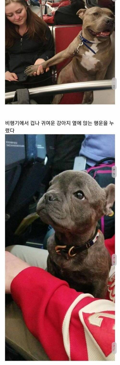 [스압] 애완동물과 함께 여행가는 길.jpg