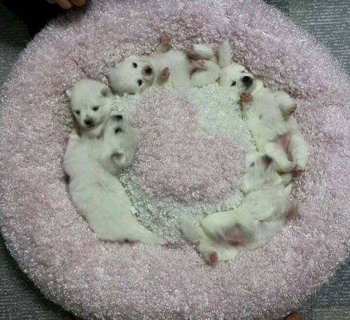 마약방석의 중독성.jpg