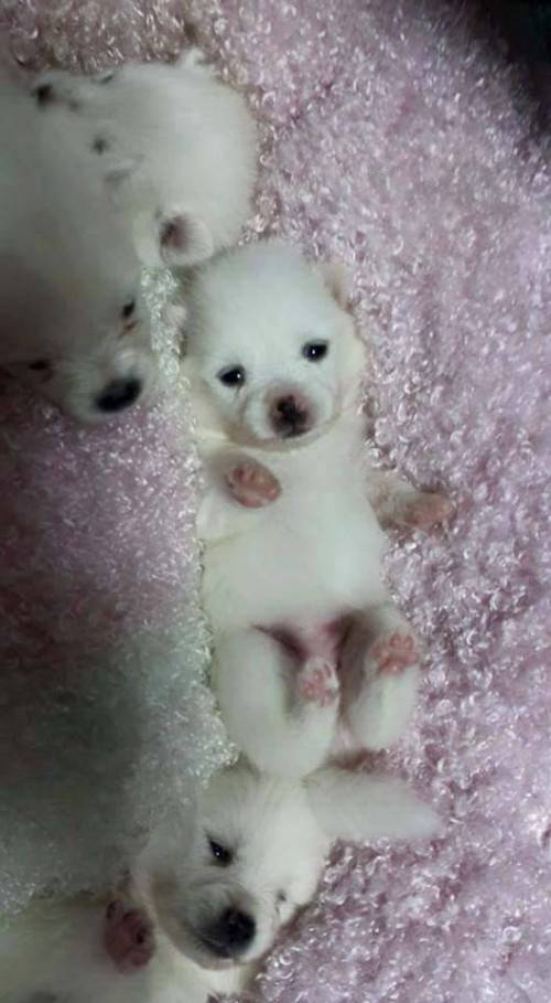 마약방석의 중독성.jpg