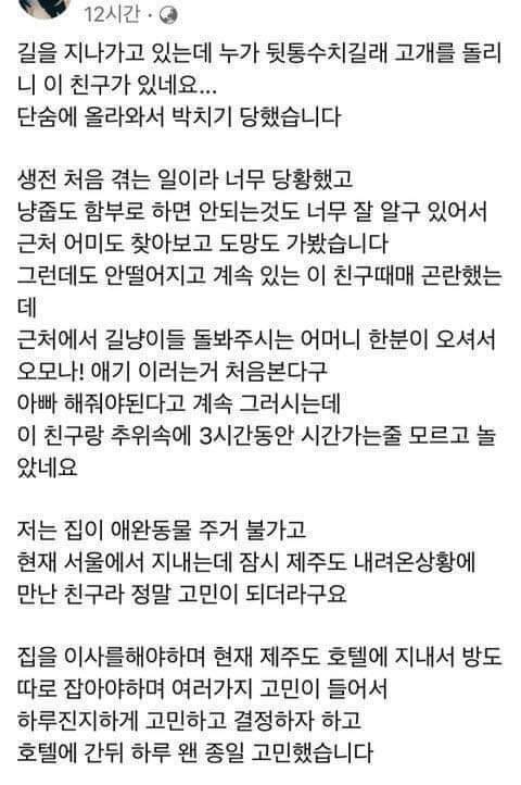 [스압] 어깨 위로 올라타 집사 간택한 고양이 근황