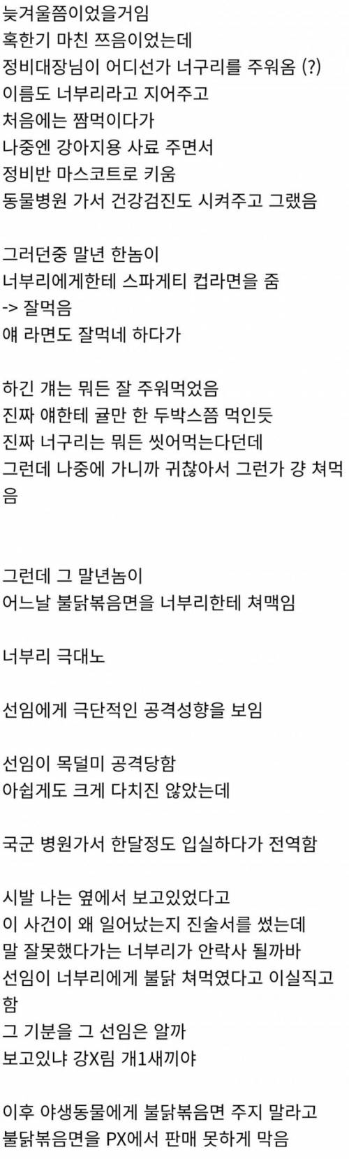 군대에서 너구리를 키우면 안되는 이유.jpg