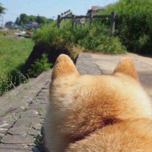 의외로 엄청 귀엽다는 강아지 신체부위.jpg