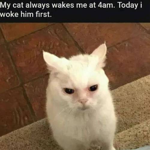 고양이가 매일 새벽4시에 깨울 때 해결법.jpg