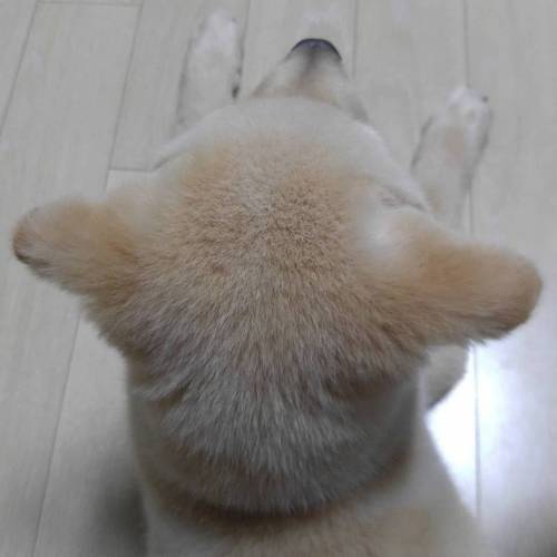 의외로 엄청 귀엽다는 강아지 신체부위.jpg