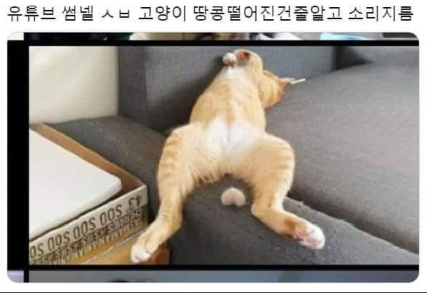 땅콩 떨어진 고양이.jpg