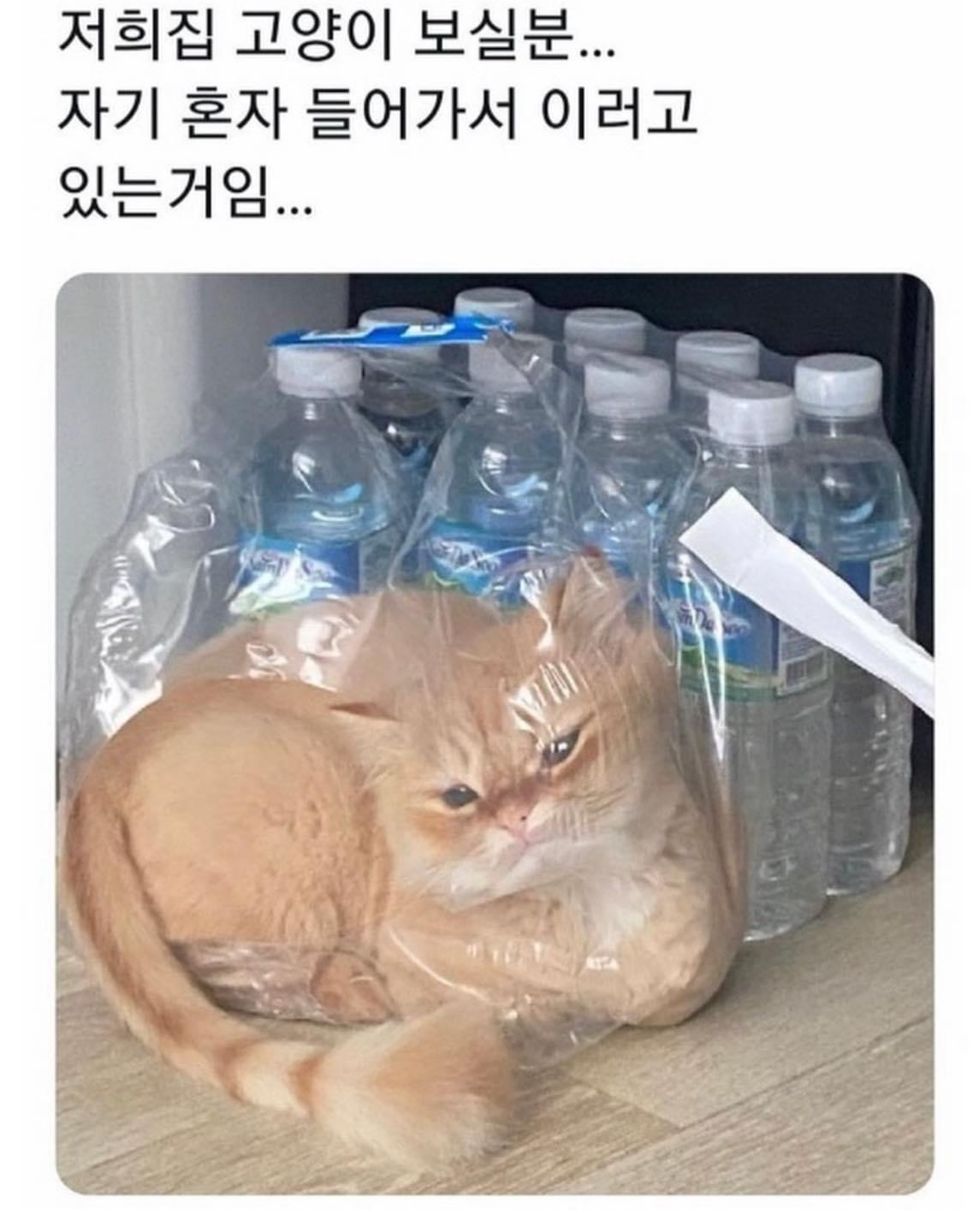 고양이 종특.jpg