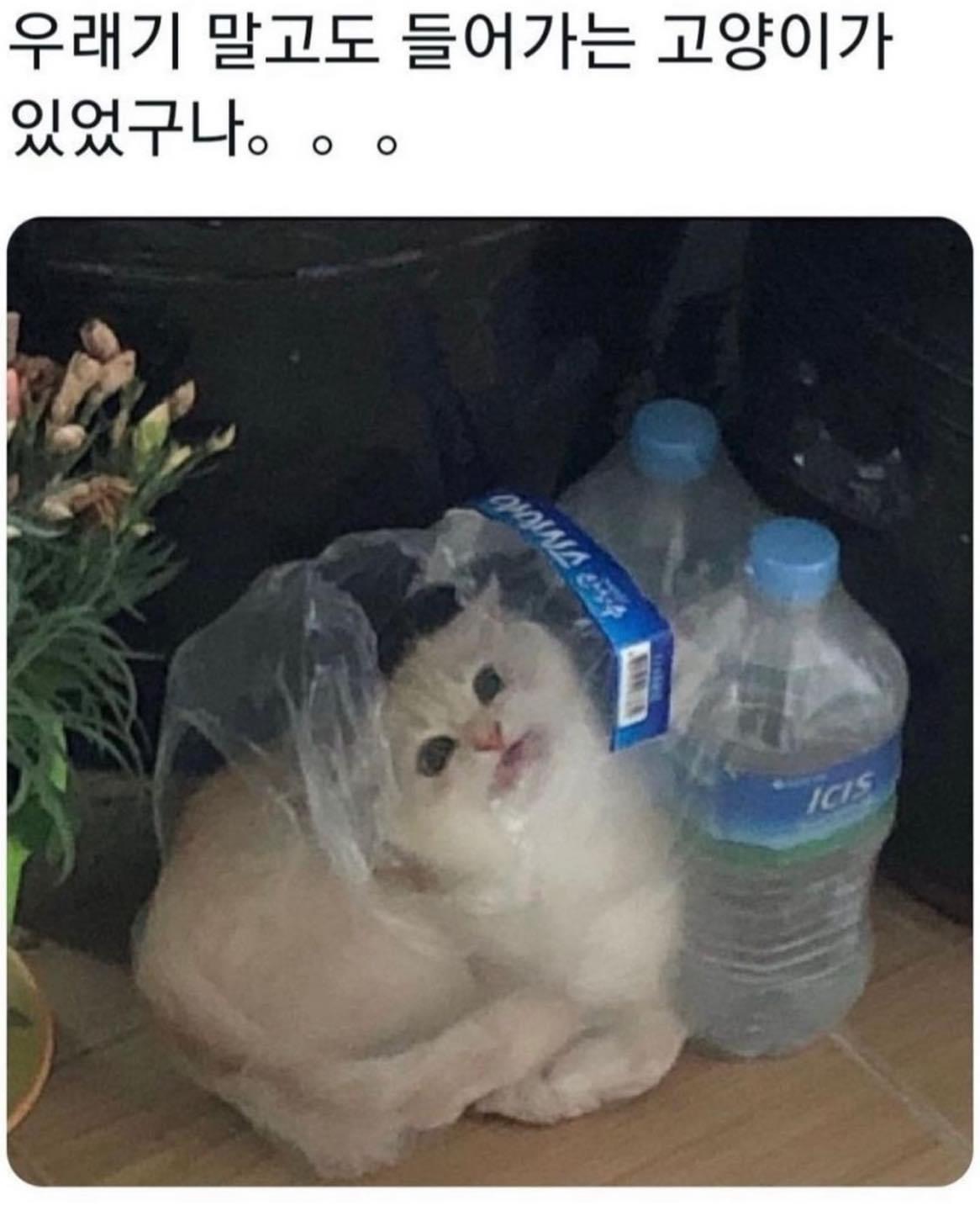 고양이 종특.jpg